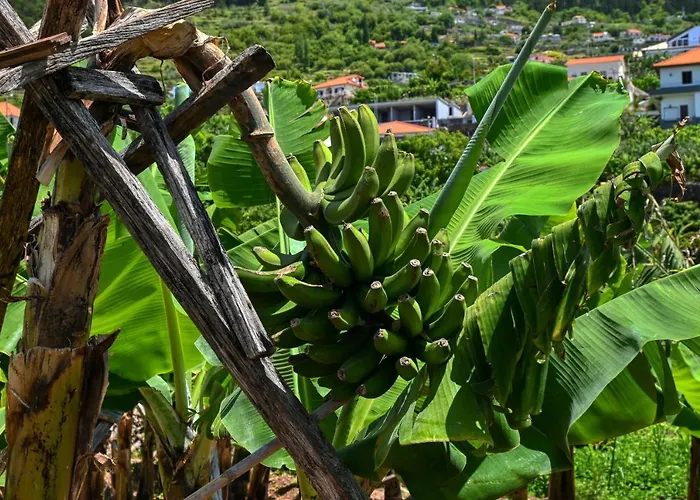 Villa Santa Madalena, A In Madeira *